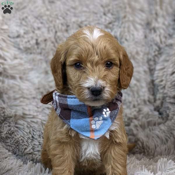 Aslan, Mini Goldendoodle Puppy